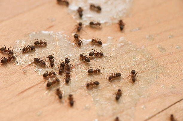New Windsor, MD Pest Control Company